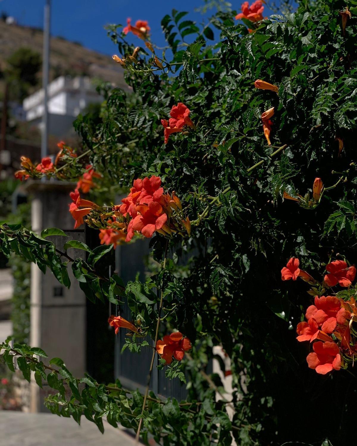 Vila Marjana Sarandë 외부 사진